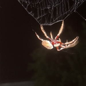 Hortophora sp. (genus) (Garden orb weaver) at Gilmore, ACT by Melmo