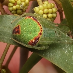 Araneus circulissparsus (species group) (Speckled Orb-weaver) at Ainslie, ACT - 18 Jan 2025 by jb2602