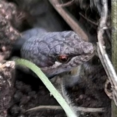 Saproscincus mustelinus (Weasel Skink) at Braidwood, NSW - 20 Jan 2025 by stellabellaxx