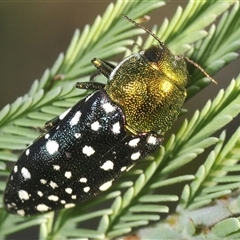 Diphucrania leucosticta (White-flecked acacia jewel beetle) at Uriarra Village, ACT - 19 Jan 2025 by Harrisi