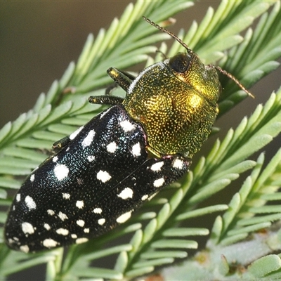 Diphucrania leucosticta (White-flecked acacia jewel beetle) at Uriarra Village, ACT - 19 Jan 2025 by Harrisi