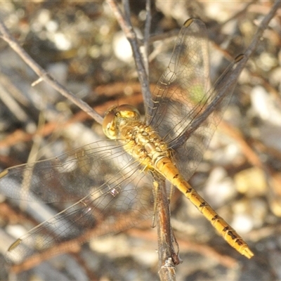 Diplacodes bipunctata (Wandering Percher) at Uriarra Village, ACT - 19 Jan 2025 by Harrisi
