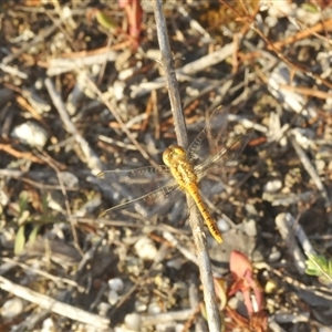 Diplacodes bipunctata at Uriarra Village, ACT - 19 Jan 2025 04:55 PM