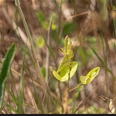 Glycine tabacina (Variable Glycine) at Sutton, NSW - 8 Jan 2025 by Untidy