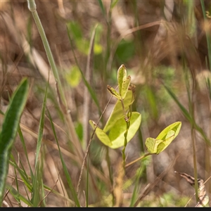 Unidentified Pea at Sutton, NSW by Untidy