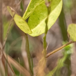 Glycine tabacina at Sutton, NSW - suppressed