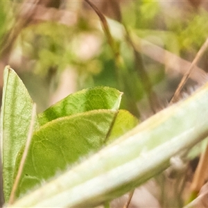 Glycine tabacina at Sutton, NSW - suppressed