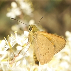 Timoconia flammeata (Bright Shield-skipper) at Tharwa, ACT - 20 Jan 2025 by Harrisi