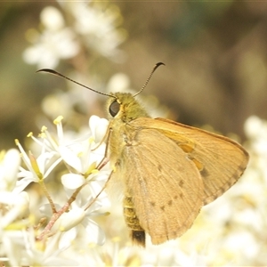 Unidentified Skipper (Hesperiidae) at Tharwa, ACT by Harrisi