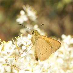 Timoconia flammeata at Tharwa, ACT - 20 Jan 2025 12:31 PM