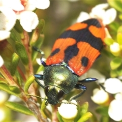 Castiarina delectabilis (A jewel beetle) at Tharwa, ACT - 20 Jan 2025 by Harrisi