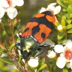 Castiarina delectabilis at Tharwa, ACT - 20 Jan 2025 12:55 PM