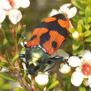 Castiarina delectabilis at Tharwa, ACT - 20 Jan 2025 12:55 PM