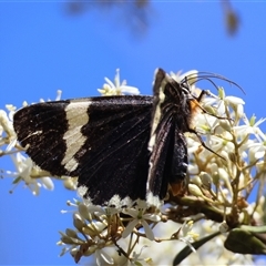 Eutrichopidia latinus (Yellow-banded Day-moth) at Mongarlowe, NSW - 20 Jan 2025 by LisaH