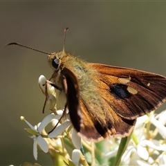 Timoconia flammeata (Bright Shield-skipper) at Mongarlowe, NSW - 20 Jan 2025 by LisaH