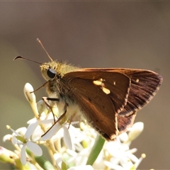 Timoconia flammeata at Mongarlowe, NSW - suppressed