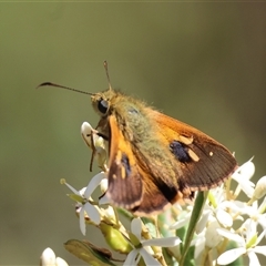 Timoconia flammeata at Mongarlowe, NSW - suppressed