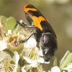 Castiarina bremei (A jewel beetle) at Tharwa, ACT - 20 Jan 2025 by Harrisi