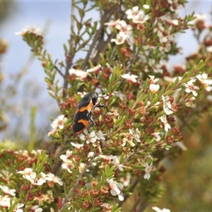 Castiarina bremei at Tharwa, ACT - 20 Jan 2025 01:13 PM