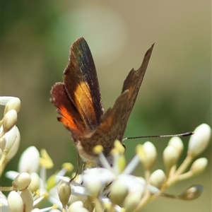 Paralucia pyrodiscus at Mongarlowe, NSW by LisaH