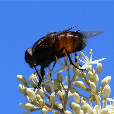 Rutilia sp. (genus) (A Rutilia bristle fly, subgenus unknown) by LisaH