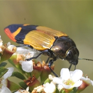 Castiarina brutella at Tharwa, ACT - 20 Jan 2025 12:56 PM