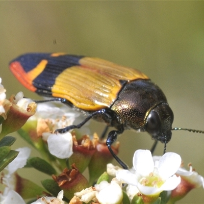 Castiarina brutella at Tharwa, ACT - 20 Jan 2025 by Harrisi