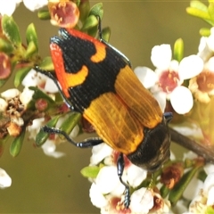 Castiarina brutella at Tharwa, ACT - 20 Jan 2025 12:56 PM