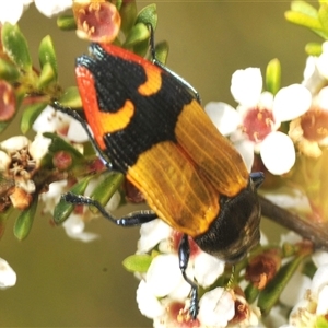 Castiarina brutella at Tharwa, ACT - 20 Jan 2025 12:56 PM