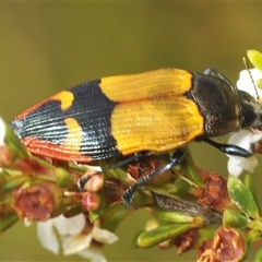 Castiarina brutella at Tharwa, ACT - 20 Jan 2025 12:56 PM