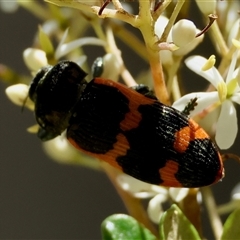 Castiarina bremei (A jewel beetle) at Mongarlowe, NSW - 20 Jan 2025 by LisaH