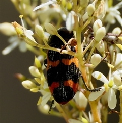 Castiarina bremei at Mongarlowe, NSW - suppressed