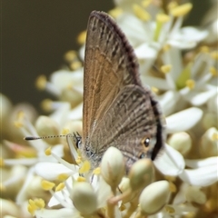 Nacaduba biocellata (Two-spotted Line-Blue) at Mongarlowe, NSW - 20 Jan 2025 by LisaH