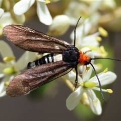 Hestiochora erythrota-tricolor-group at Mongarlowe, NSW - 20 Jan 2025 by LisaH