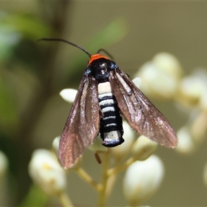 Hestiochora erythrota-tricolor-group at Mongarlowe, NSW - suppressed