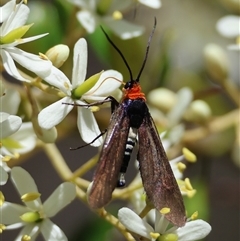 Hestiochora erythrota-tricolor-group at Mongarlowe, NSW - suppressed