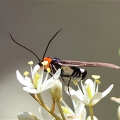 Hestiochora erythrota-tricolor-group at Mongarlowe, NSW - suppressed