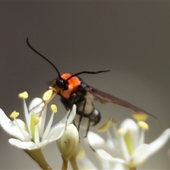 Hestiochora erythrota-tricolor-group at Mongarlowe, NSW - suppressed