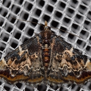 Corgatha sideropasta at Jerrabomberra, NSW - 20 Jan 2025