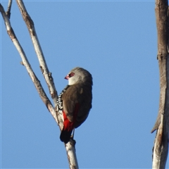 Stagonopleura guttata (Diamond Firetail) at Kambah, ACT - 21 Jan 2025 by HelenCross