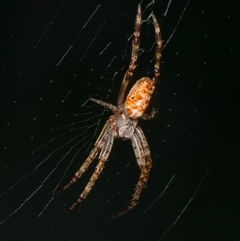 Unidentified Orb-weaving spider (several families) at Downer, ACT - 20 Jan 2025 by RobertD