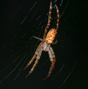 Unidentified Orb-weaving spider (several families) at Downer, ACT by RobertD