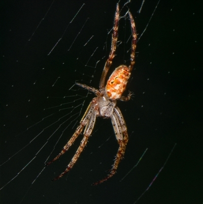 Araneidae (family) at Downer, ACT - 21 Jan 2025 by RobertD