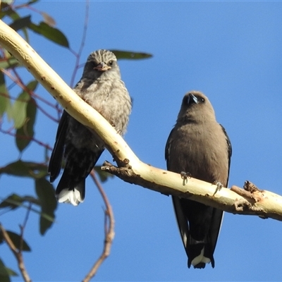 Artamus cyanopterus (Dusky Woodswallow) at Kambah, ACT - 20 Jan 2025 by HelenCross