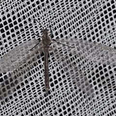 Glenoleon osmyloides (An antlion) at Jerrabomberra, NSW - 20 Jan 2025 by DianneClarke