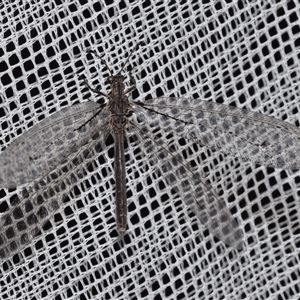 Glenoleon osmyloides (An antlion) at Jerrabomberra, NSW by DianneClarke