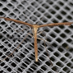 Sinpunctiptilia emissalis at Jerrabomberra, NSW - suppressed