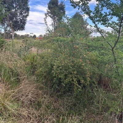 Rosa sp. (A Wild Rose) at Franklin, ACT - 13 Jan 2025 by TimYiu