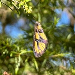 Amata nr aperta (Pale Spotted Tiger Moth) at Aranda, ACT - 21 Jan 2025 by KMcCue