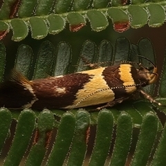 Macrobathra chrysotoxa (A cosmet moth) at Ainslie, ACT - 18 Jan 2025 by jb2602